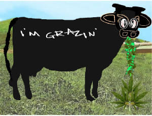 grazin.jpg